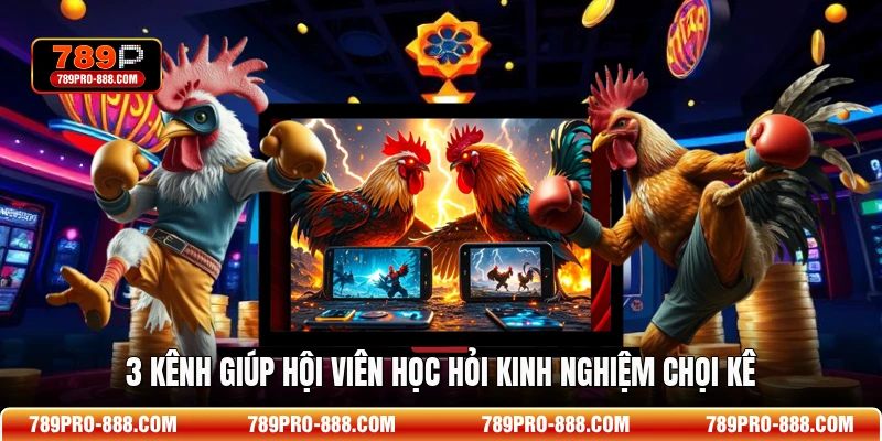 3 kênh giúp hội viên học hỏi kinh nghiệm chọi kê