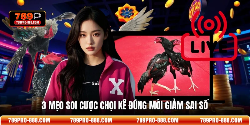 3 mẹo soi cược chọi kê đúng mới giảm sai số