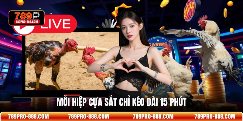 Mỗi hiệp cựa sắt chỉ kéo dài 15 phút